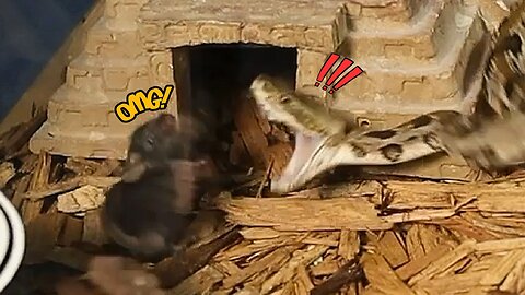 Feeding One Angry Rattlesnake!