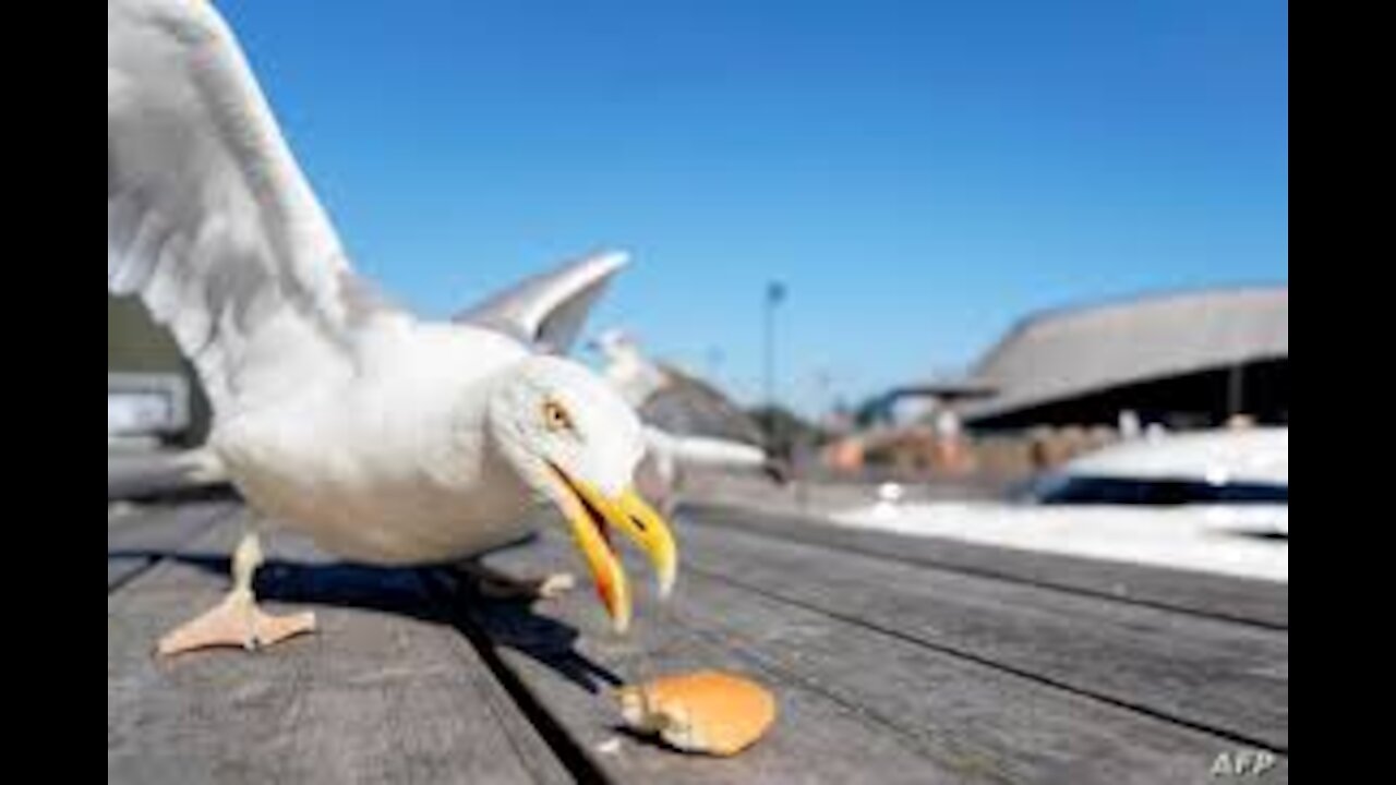 Seagulls Gull Sea 6