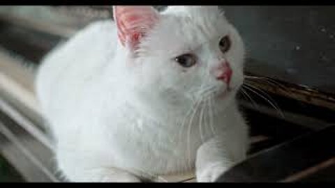 Cute and funny cat videos
