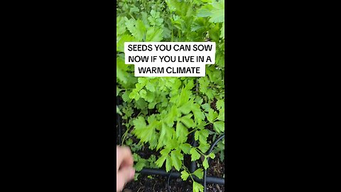 seeds to sow now in warm climates