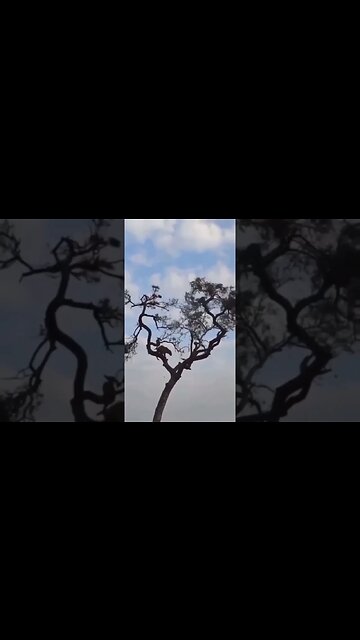 😝 You can't catch ME