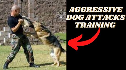 AGGRESSIVE DOG ATTACKS TRAINING: DOG TRAINER WHO IS ACTIVELY HELPING!