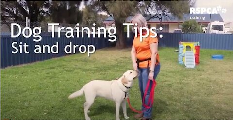 DOG TRAINING - Lesson 1: how to teach your dog to sit and drop