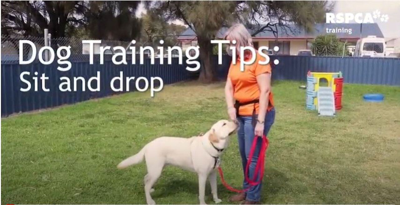 DOG TRAINING - Lesson 1: how to teach your dog to sit and drop