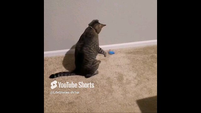 Tumbling 🐱 Special move at d end! #cat #catlover #catshorts #catvideos #shorts