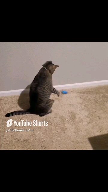 Tumbling 🐱 Special move at d end! #cat #catlover #catshorts #catvideos #shorts