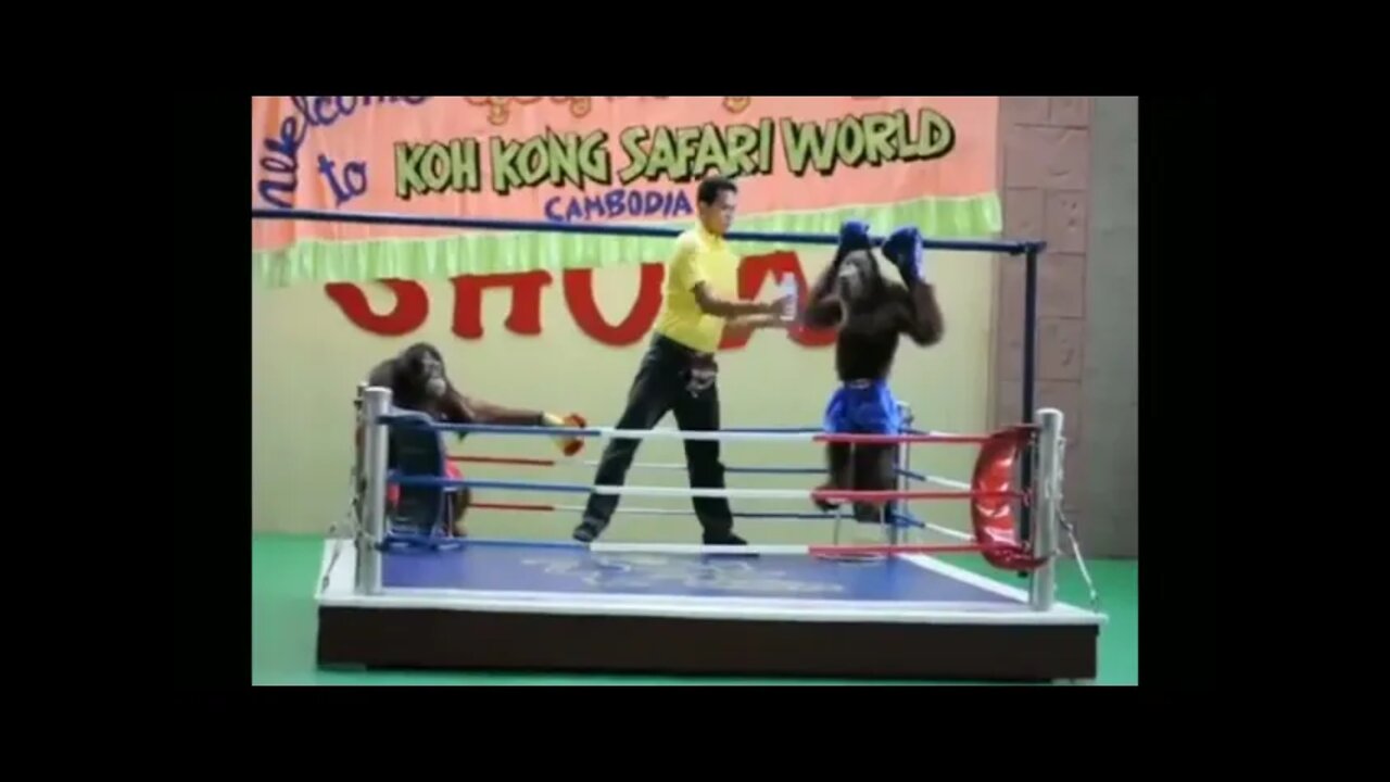 Orangutan Boxing Funny Monkey Boxing