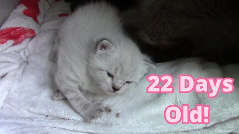 Misha's Kittens Are 22 Days Old! 😻