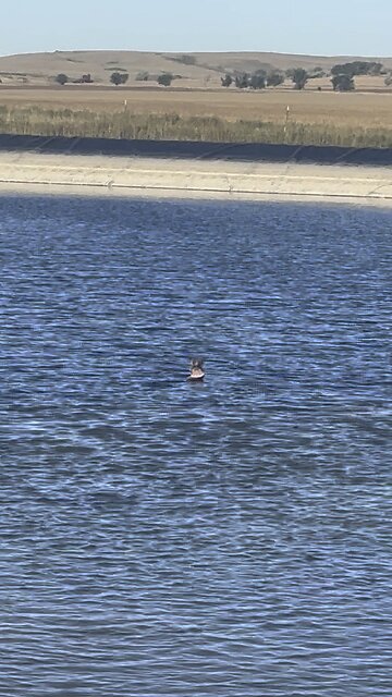 Muskrat on the float.