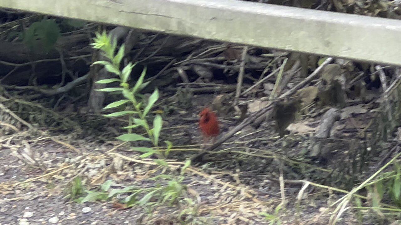 Male Cardinal