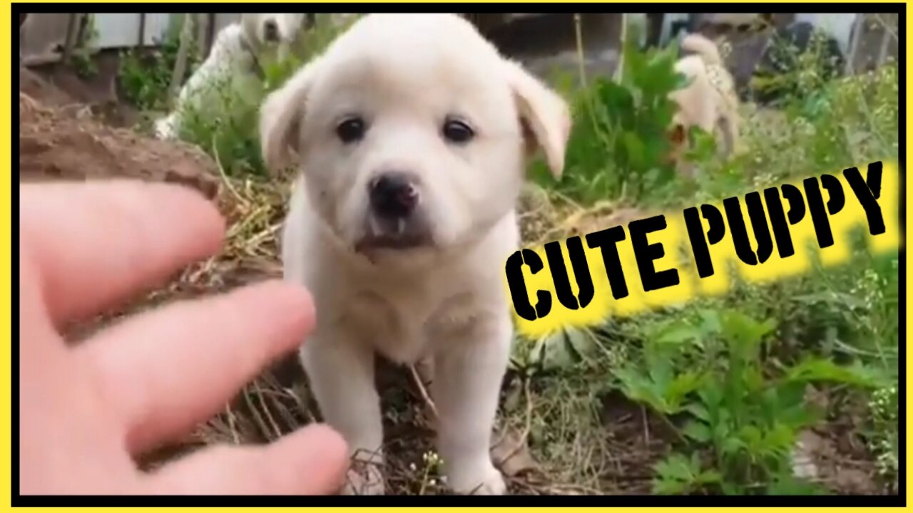 Cute puppy|| Sweet Dog||