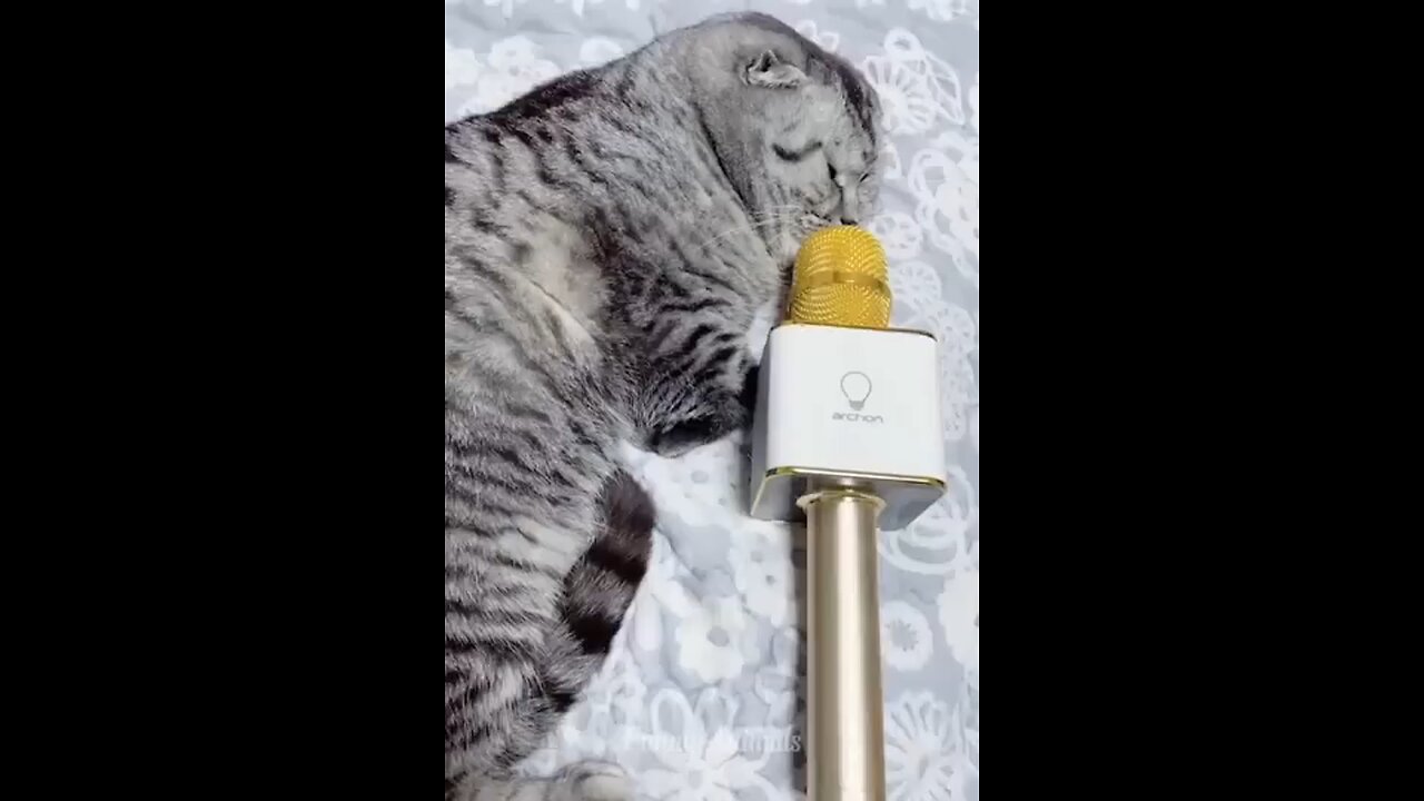 so cute and funny video of animals 😂😂😂😂😂❤️❤️