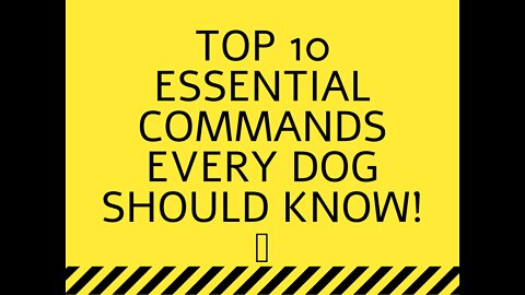 Top 10 ESSENTIAL commands every dog should know!🐶