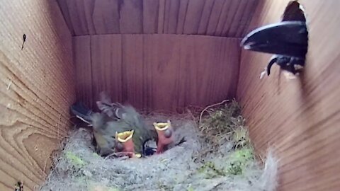 15th May 2021 - Magpie attack thwarted! - Blue tit nest box live camera