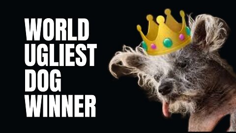 World Ugliest Dog