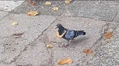 Pombo usa fatia de pão como colar; medo de ser roubado?