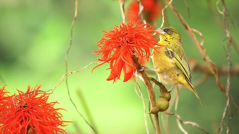 "Erythrina abyssinica: The Vibrant Flame Tree of Africa"