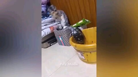 funny cat