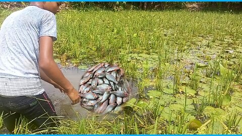 Wow | amazing net fishing video || village bills