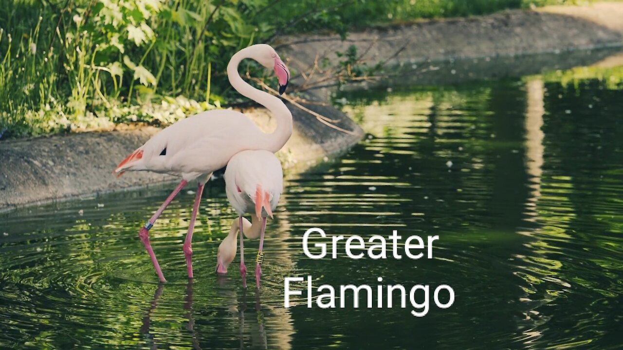 greater flamingo