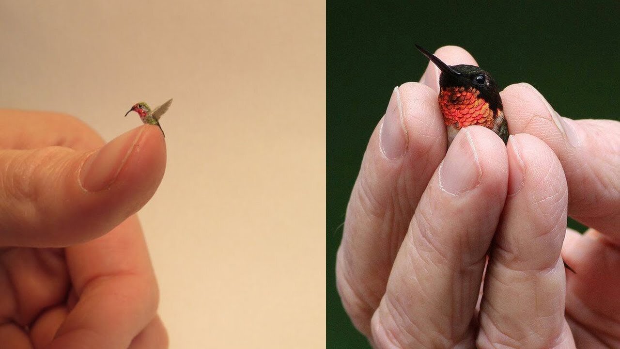 Meet the world's smallest bird | Cuba's "bee hummingbird" | World's Smallest Bird | Bee Hummingbird