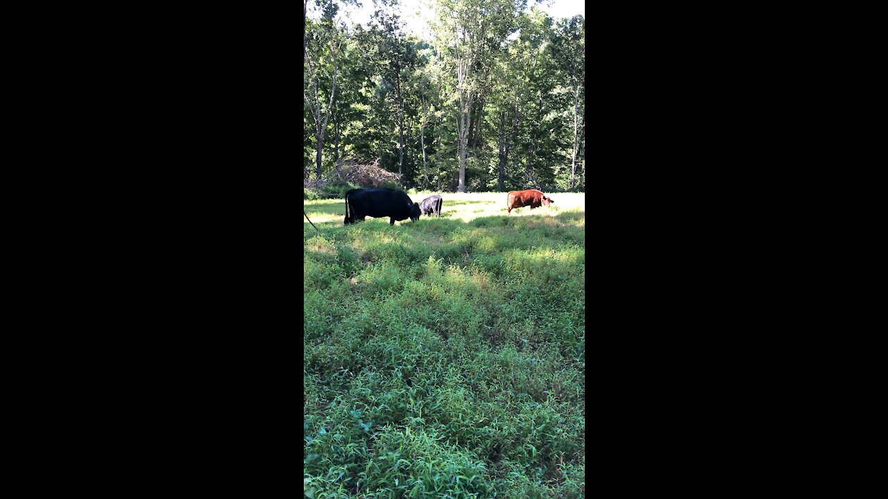 Dexter Cattle on Pasture