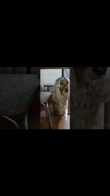 #dogshow , #animals , #dogs , #shorts