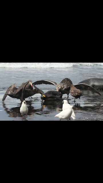 Sea Birds Battle In The Air For Fish
