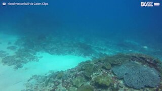 Un requin capture sa proie en un éclair