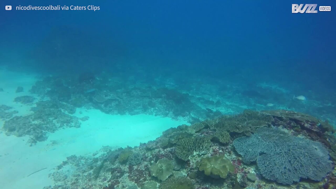 Un requin capture sa proie en un éclair