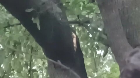 reporting a tree limb that has fallen down on a bus shelter to 311