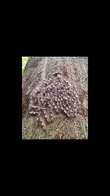 Amazing Creature In Wild Life #Shorts #ytshorts #UbertainmentFun #Animals #Fun #Amazingcreature