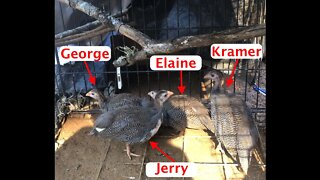 Guinea fowl keets set up. Preparing them for life in the trees. Jerry, Kramer, Elaine and George