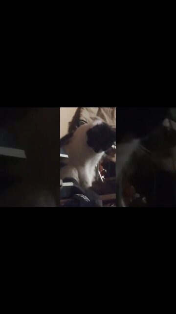 I think my cat may be evil