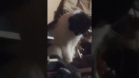 I think my cat may be evil