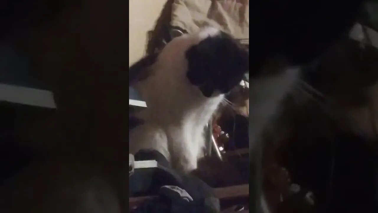 I think my cat may be evil