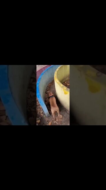 The labyrinth runner..🐶🐾🌀😅 #shorts