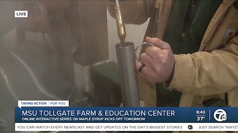 MSU Tollgate Farm/ Maple Syrup Series