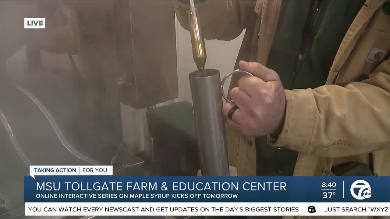 MSU Tollgate Farm/ Maple Syrup Series