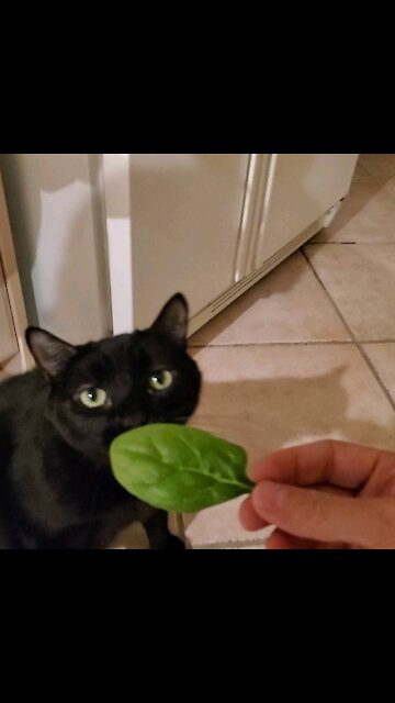 My Cat Eats Spinach