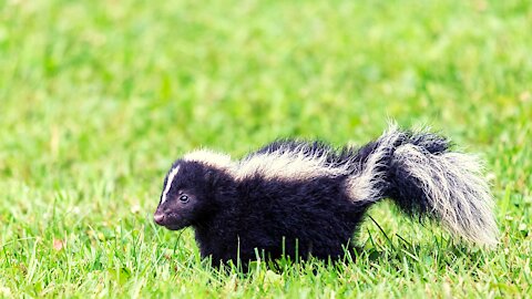 Skunks, Skunks, and More Skunks!