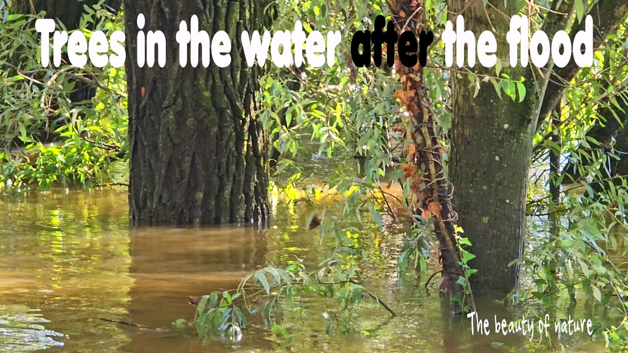 Trees in the water after the flood / Nature in the flood / Muddy water in the forest.