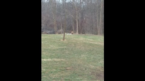 Fox eating from compost pile