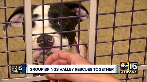 PACC911 brings animal rescues together