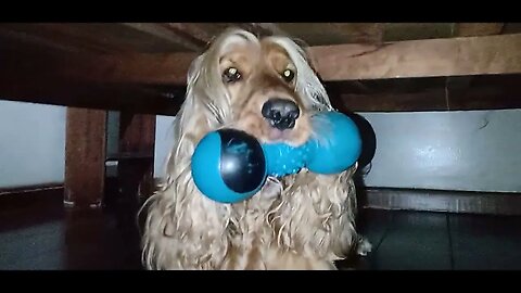 #dogshow , #animals , #dogs
