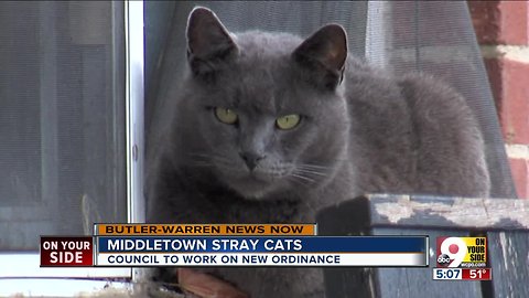 Middletown stray cats