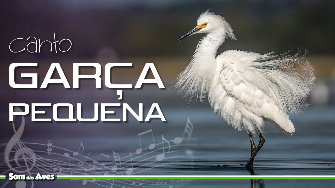 🎼Canto da GARÇA BRANCA PEQUENA (Egretta Thula) - Snowy Egret