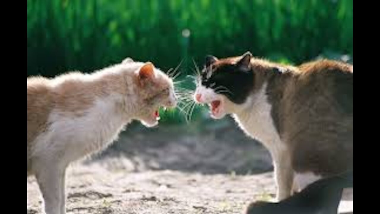 Cat fight funny completion_Meow_meow_meow_meow_meow