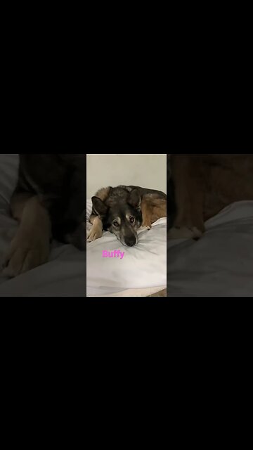 [Shorts 0039] BUFFY [#dogs #doggos #doggies #puppies #dogdaycare]