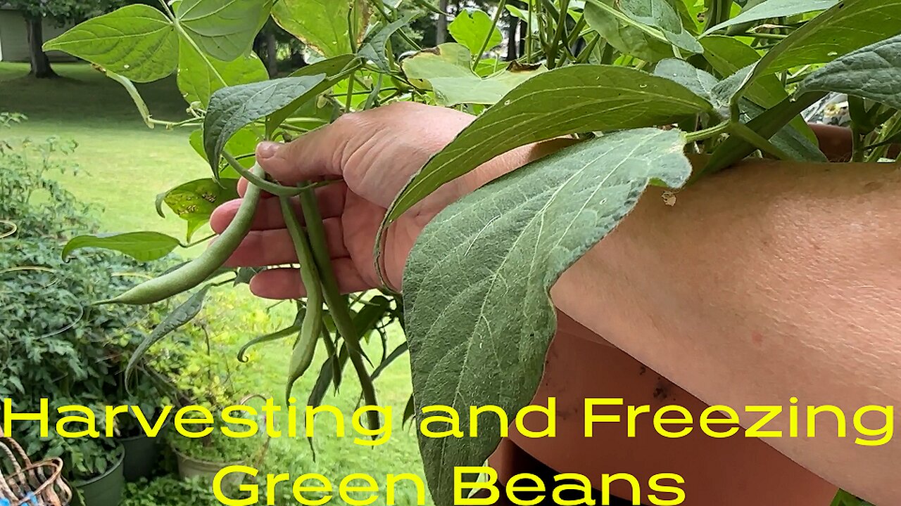 Harvesting and freezing green beans